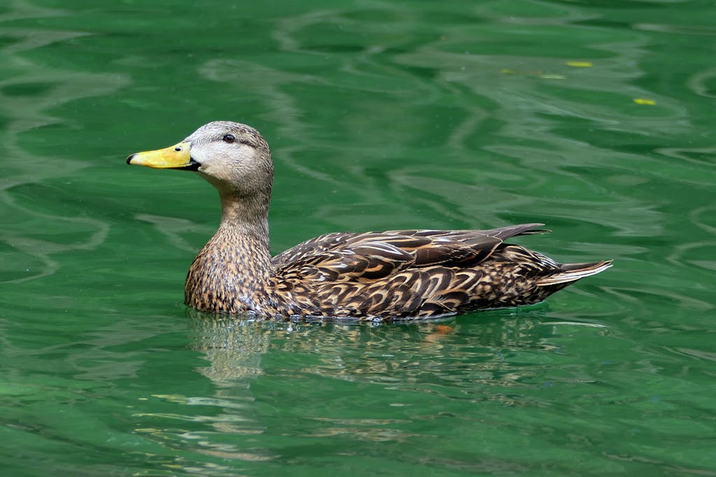 A mottled duck swimming gracefully on a green lake in Ocala, Florida. Captured in vivid detail.