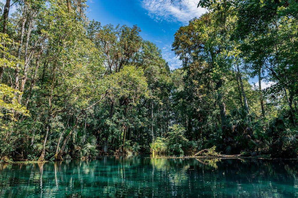 Explore the tranquil forest view at Silver Springs State Park in Ocala, Florida. Perfect for nature enthusiasts.